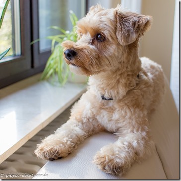 Fine schaut aus dem Fenster