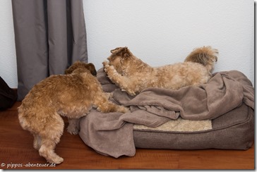 Kämpfen im Körbchen