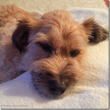 Pippo hält Winterschlaf