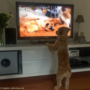 Pippo schaut TV