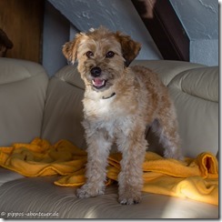 Pippo steht auf dem Sofa