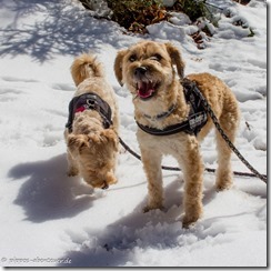 Pippo und Fine auf dem Weg zum Sämtisersee