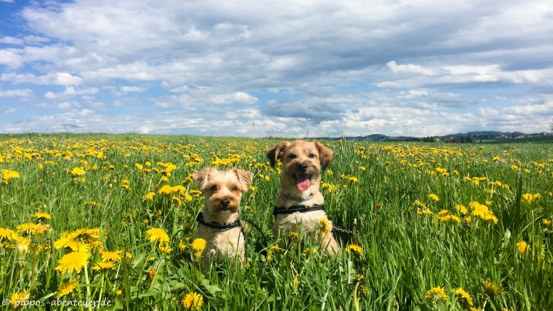 Pippo und Fine im Löwenzahn