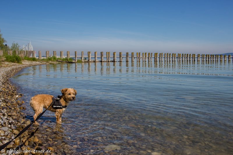 Pippo im Bodensee