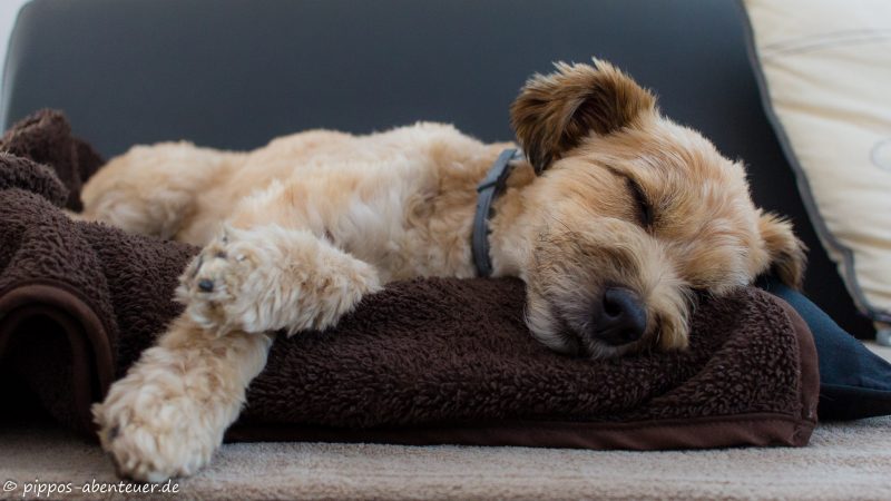 Pippo nach dem Wellness