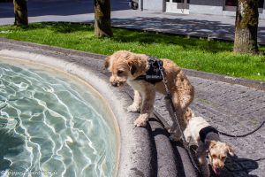 Pippo trinkt aus dem Brunnen