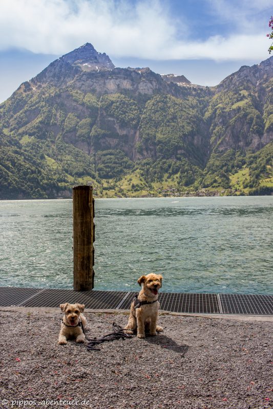 Pippo und Fine an der Tellsplatte