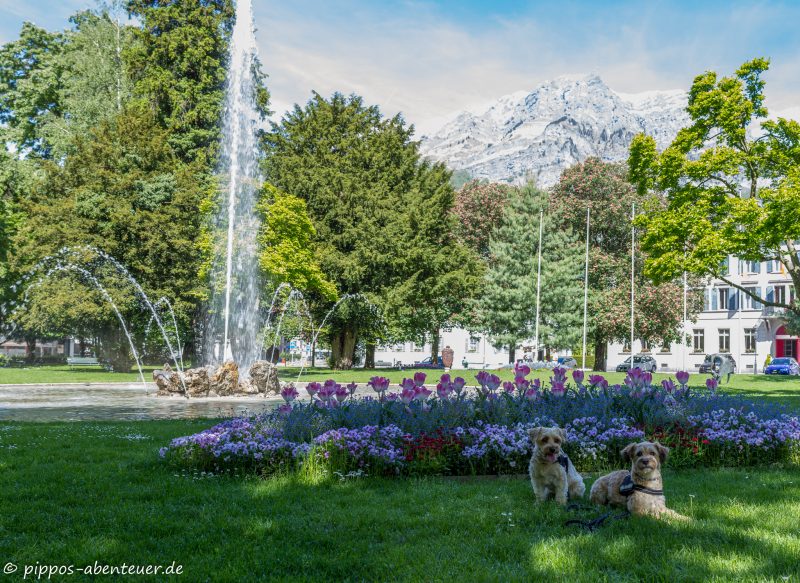 Pippo und Fine in Glarus