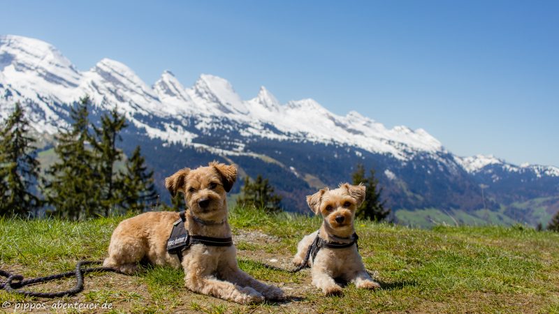 Pippo und Fine vor den Churfirsten