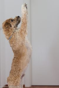 Pippo wird ganz gross