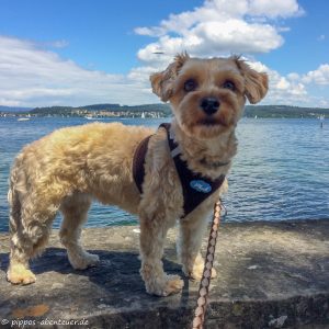 Fine auf der Insel Mainau