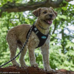 Pippo auf der Insel Mainau