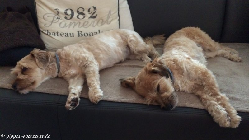 Pippo und Fine am pennen