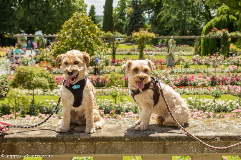 Pippo und Fine auf der Insel Mainau