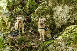 Pippo und Fine sitzen im Moos