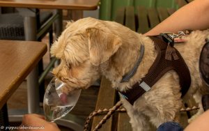 Fine trinkt aus dem Glas