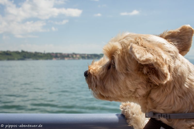 Fine weht der Wind durch die Ohren