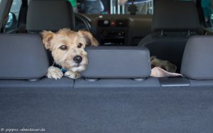 Pippo schaut aus dem Kofferraum