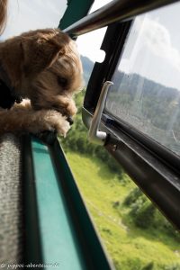 Pippo schaut aus der Gondel
