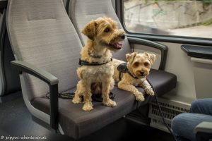 Pippo und Fine fahren Tram