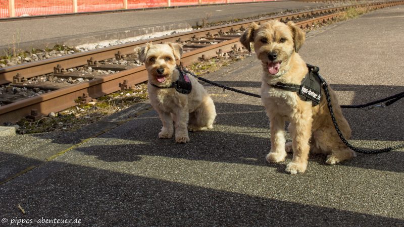 Pippo und Fine warten auf die Tram