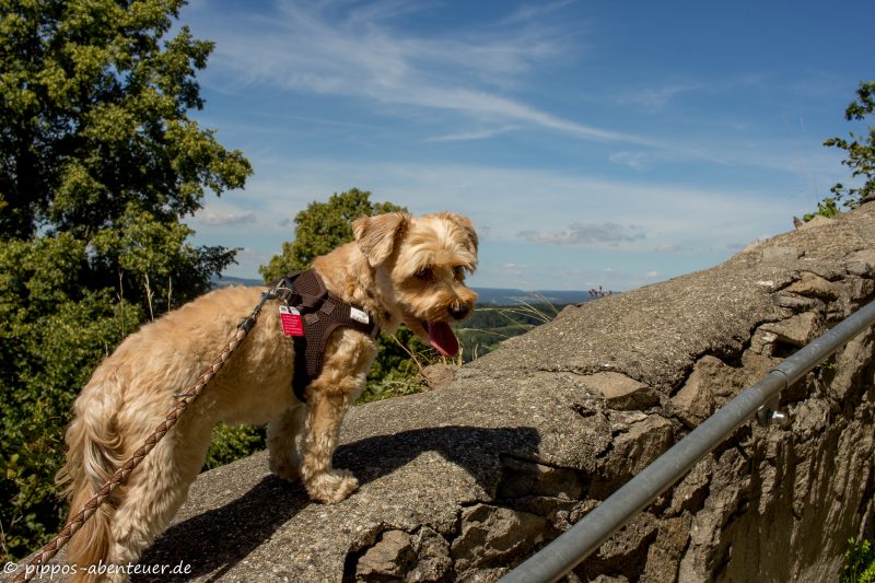 fine-laeuft-auf-der-mauer