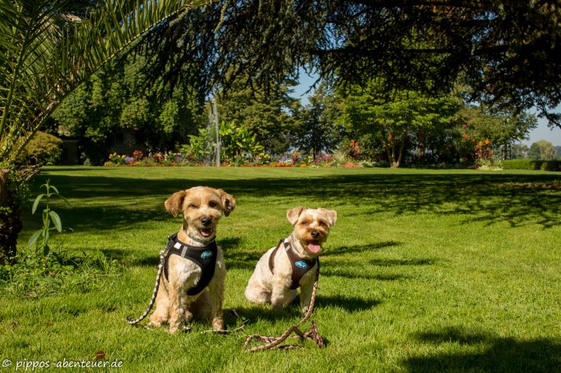 pippo-und-fine-vor-der-insel-mainau