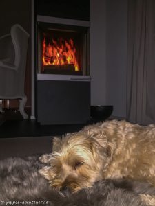 fine-pennt-vor-dem-kamin