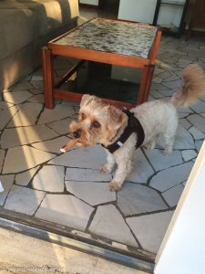 fine-und-ihr-knochen