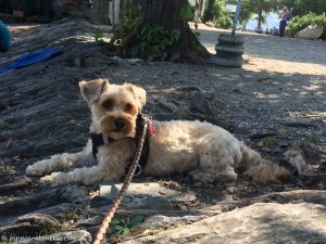 fine-wartet-im-schatten