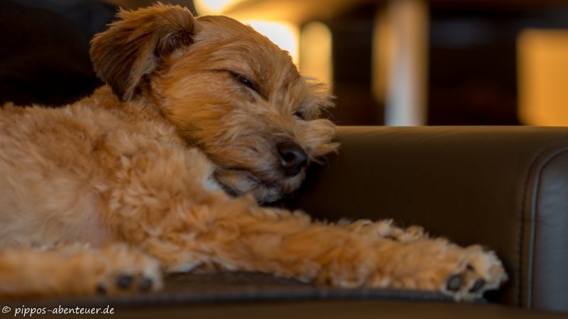 pippo-pennt-auf-dem-sofa