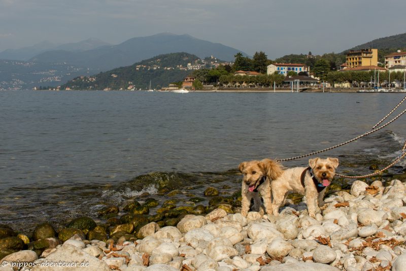 pippo-und-fine-am-lago-maggiore