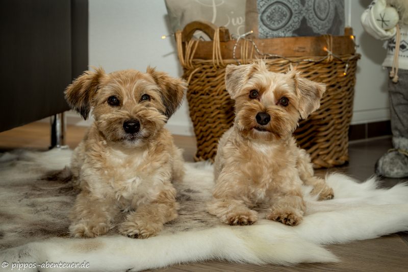pippo-und-fine-auf-dem-rentierfell