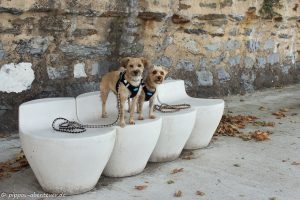 pippo-und-fine-auf-der-kunstbank