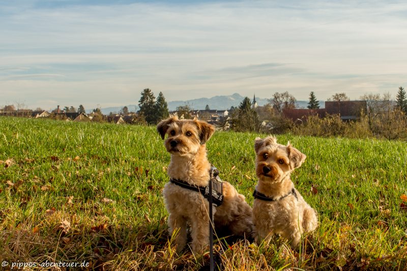 pippo-und-fine-in-wigoltingen