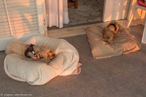 pippo-und-fine-kauen-ihren-knochen