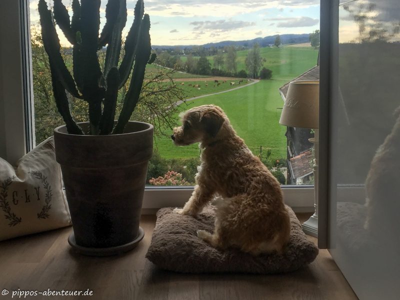 pippo-und-sein-fenster-blick