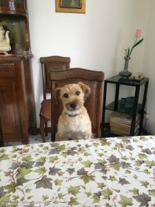 pippo-wartet-auf-fruestueck