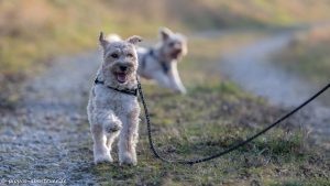 pippo-und-fine-auf-dem-weg