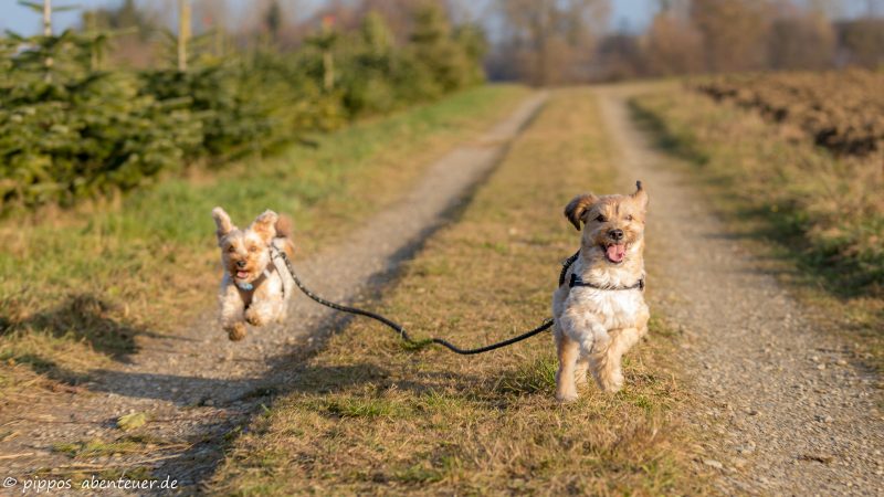 pippo-und-fine-laufen-den-weg